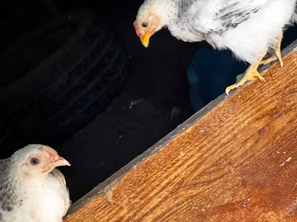 Chickens