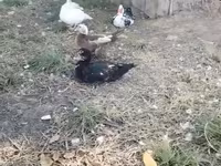 Ducks — الصورة 1