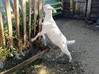 Keçi, Saanen goat — foto 3
