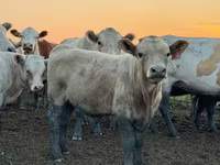 İribuynuzlu mal-qara (partiya, cinsi göstərilməyib), Swiss cattle — foto 8