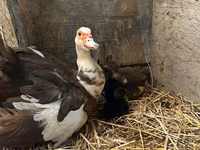 Ducks — foto 1