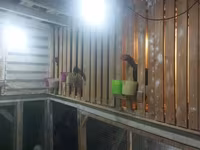 Chickens — 4-rasm