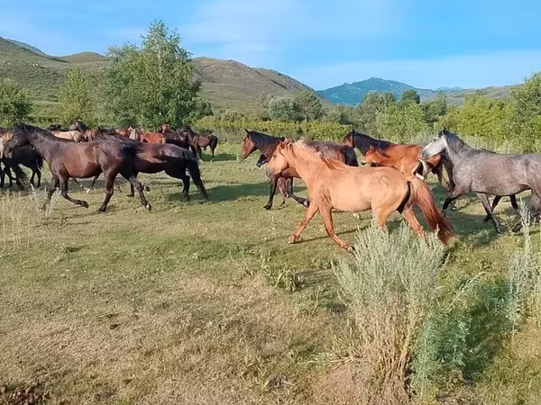 Hengst, North Swedish horse