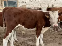 Toro, Vaca kazaja de cabeza blanca — foto 3