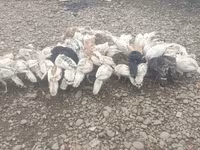 Turkeys — foto 1