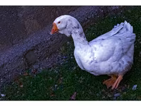 Geese — Foto 1
