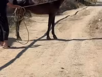 公马, Karabakh horse — 照片 5