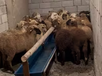 公羊, Merino sheep — 照片 7