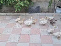 Ducks — 2-rasm