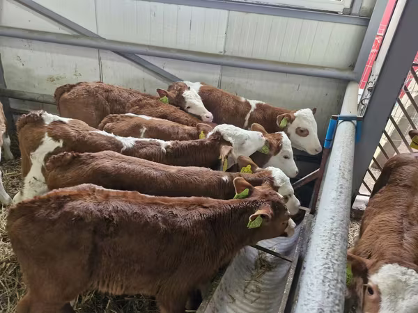 Buğa, Simmental cattle