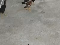 मेलीन — फ़ोटो 4