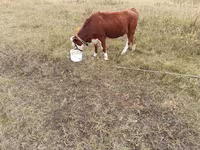 Vaca, Hereford — foto 2