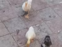 Geese — Foto 4