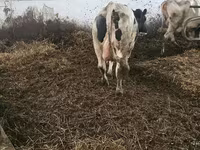 بقرة, Russian Black pied cattle — الصورة 1