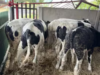 Bulle, Russian Black pied cattle — Foto 5
