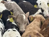 Rinder (Partie, Geschlecht nicht angegeben), Charolais cattle — Foto 5