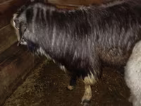 Ziegenbock, Ziegen — Foto 2