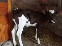 सांड, Simmental cattle — फ़ोटो 3