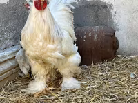 Brahma — foto 4