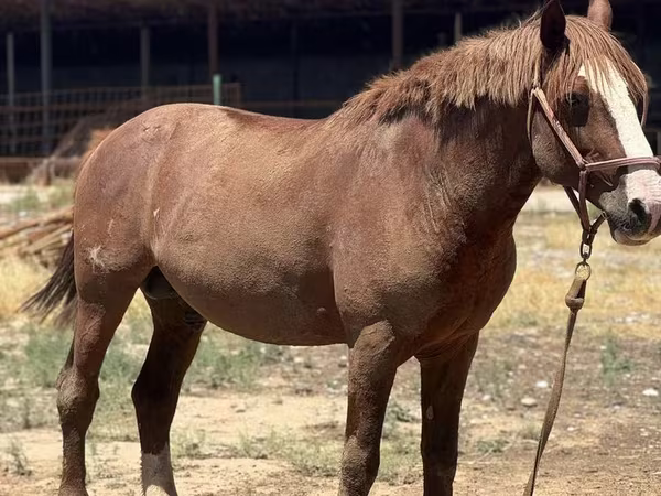 At, Kazakh horse