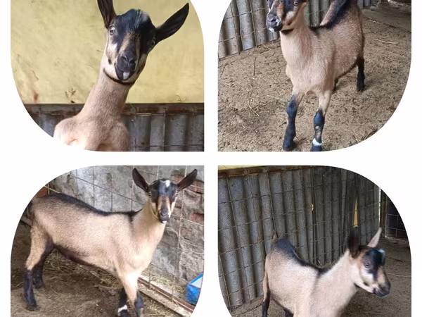 Козел, Alpine goat