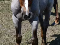 Mare, Quarter Horse — photo 5