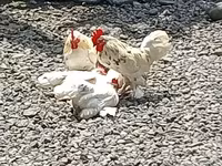 Chickens — Foto 1