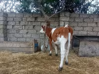Сиыр, Simmental cattle — 2-сурет