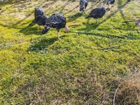 Turkeys — фото 6