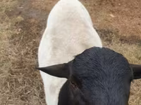 كبش, Dorper sheep — الصورة 1