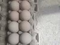 Chickens — 4-сурет