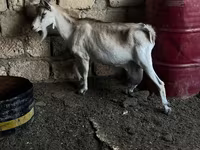 Ziegenbock, Ziegen — Foto 1