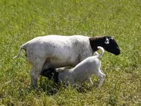 Qoʻchqor, Dorper sheep — 4-rasm