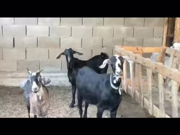 عنزة, Nubian Goat