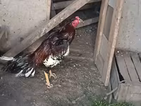 Chickens — foto 3