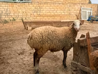 نعجة, Apsheron sheep — الصورة 8