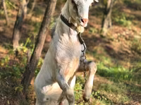 公山羊, Nubian Goat — 照片 3