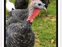 Turkeys — Foto 3