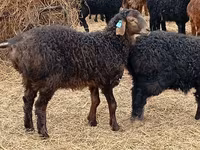 Widder, Edilbay sheep — Foto 2