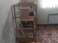 2 dənə quş verlir təcili satılır aşağı yeri də var — фото 2