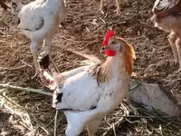 Chickens — 8-rasm