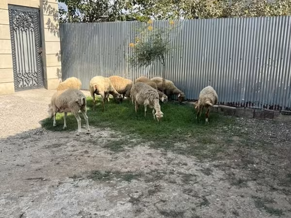 Баран, Бараны