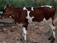 Vaca, Simmental cattle — foto 2