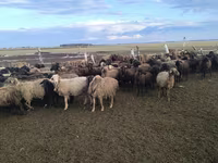 Ram, Sheep — photo 1