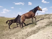 Stute, Kazakh horse — Foto 4