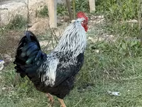 Chickens — foto 4