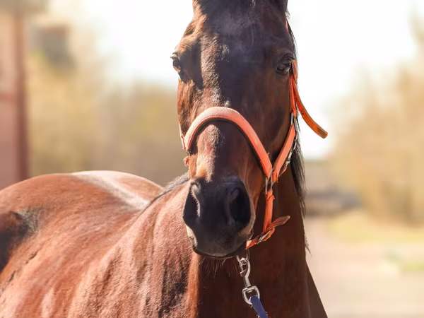 Кобила, Thoroughbred horse
