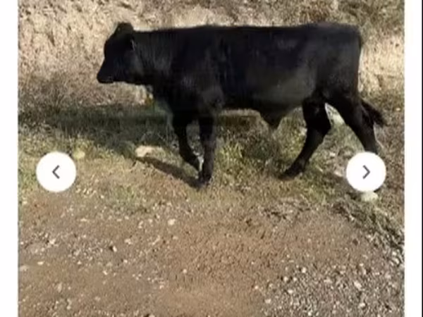 Toro, Aberdeen-Angus