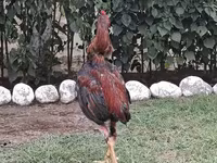 Chickens — Foto 3