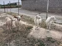 Ziege, Saanen goat — Foto 5